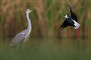 BUITEN BEELD Foto: 247633