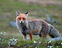 BUITEN BEELD Foto: 247647