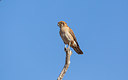 BUITEN BEELD Foto: 247706