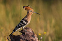 BUITEN BEELD Foto: 247716
