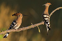 BUITEN BEELD Foto: 247718