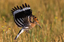 BUITEN BEELD Foto: 247721