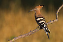 BUITEN BEELD Foto: 247722