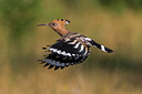 BUITEN BEELD Foto: 247727