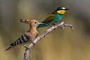 BUITEN BEELD Foto: 247733