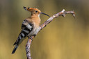 BUITEN BEELD Foto: 247734