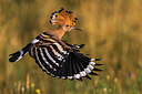 BUITEN BEELD Foto: 247735