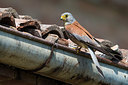 BUITEN BEELD Foto: 247747
