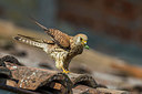 BUITEN BEELD Foto: 247756