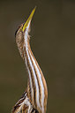 BUITEN BEELD Foto: 247763