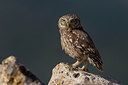 BUITEN BEELD Foto: 247790
