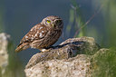 BUITEN BEELD Foto: 247792