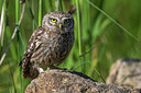 BUITEN BEELD Foto: 247793