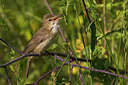BUITEN BEELD Foto: 247801