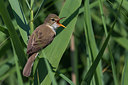 BUITEN BEELD Foto: 247804