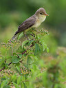 BUITEN BEELD Foto: 247812