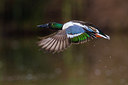 BUITEN BEELD Foto: 247823