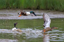 BUITEN BEELD Foto: 247830