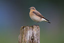 BUITEN BEELD Foto: 247850