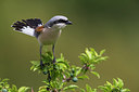 BUITEN BEELD Foto: 247866