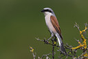 BUITEN BEELD Foto: 247869