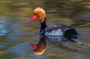 BUITEN BEELD Foto: 247872