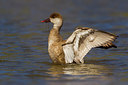 BUITEN BEELD Foto: 247876