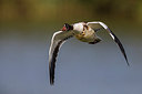 BUITEN BEELD Foto: 247907