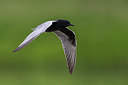 BUITEN BEELD Foto: 247966