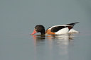 BUITEN BEELD Foto: 248045