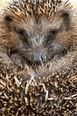 BUITEN BEELD Foto: 248047