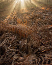 BUITEN BEELD Foto: 248100