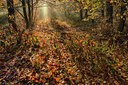 BUITEN BEELD Foto: 248105