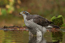 BUITEN BEELD Foto: 248146