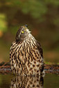 BUITEN BEELD Foto: 248150