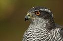 BUITEN BEELD Foto: 248151