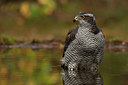 BUITEN BEELD Foto: 248153