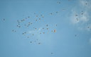BUITEN BEELD Foto: 248222