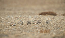 BUITEN BEELD Foto: 248223