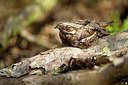 BUITEN BEELD Foto: 248237