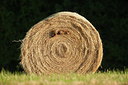BUITEN BEELD Foto: 248306