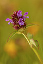BUITEN BEELD Foto: 248360
