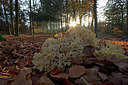 BUITEN BEELD Foto: 248426
