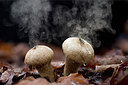 BUITEN BEELD Foto: 248429