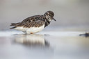 BUITEN BEELD Foto: 248435
