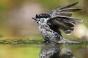 BUITEN BEELD Foto: 248447