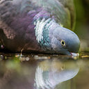 BUITEN BEELD Foto: 248454
