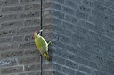 BUITEN BEELD Foto: 248461