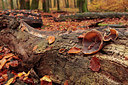 BUITEN BEELD Foto: 248507