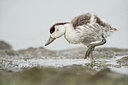 BUITEN BEELD Foto: 248511